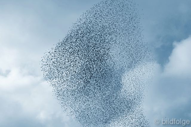 005elsa__pfalz_k.jpg