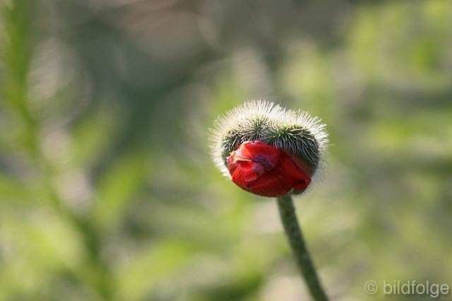 19_mohn_k.jpg