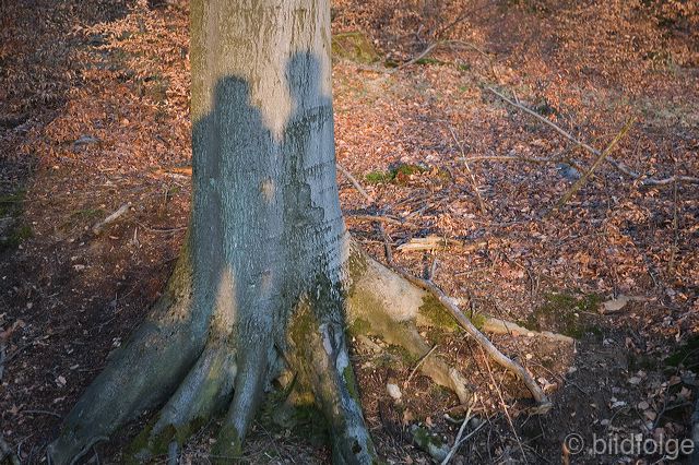 _mg_0708-2_s.jpg
