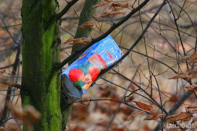 50_teebaum_sa.jpg