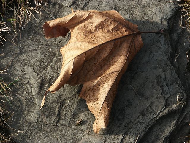 01_blatt.jpg