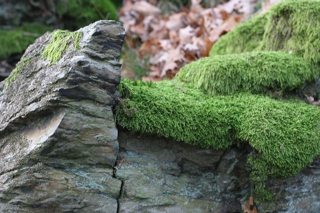 05_wald.jpg
