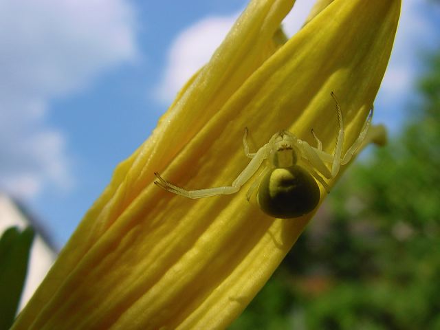 08_spinne.jpg
