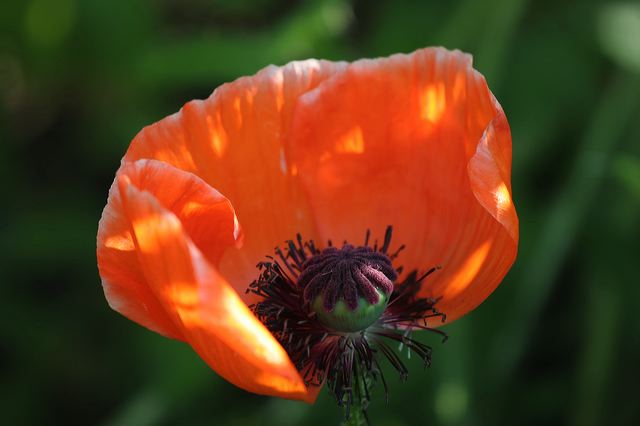 13_mohn.jpg
