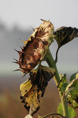 13_sonnenblume.jpg