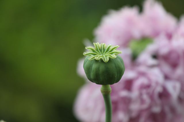 16_mohn.jpg