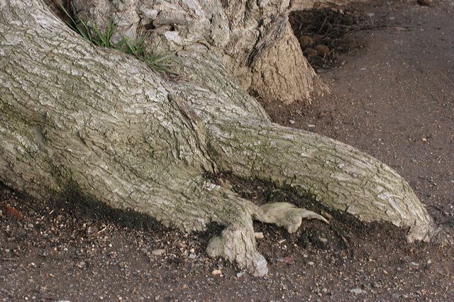 18_kastanienbaum.jpg
