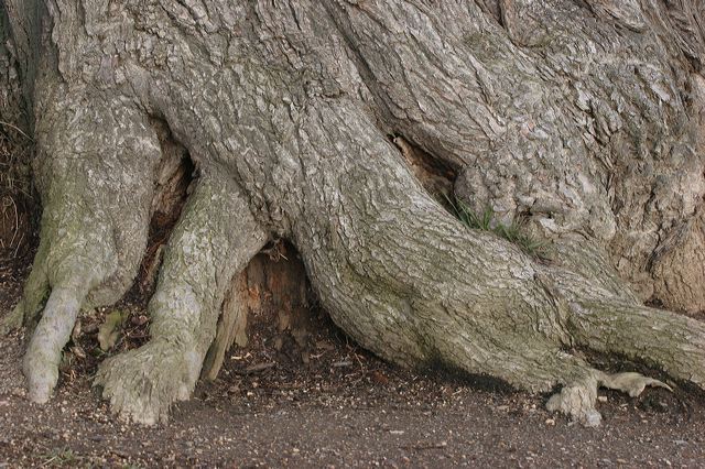 19-kastanienbaum_kasta_1b28.jpg