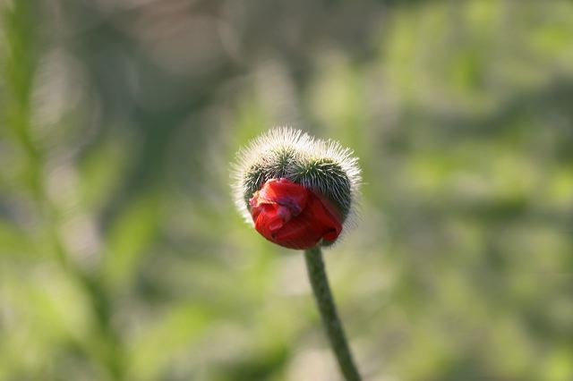 19_mohn.jpg