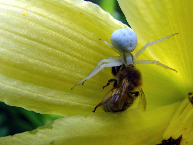 22_spinne.jpg