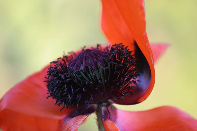 23_mohn.jpg