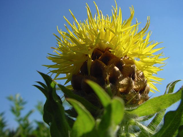 28_ananasblume.jpg
