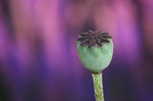 29_mohn.jpg