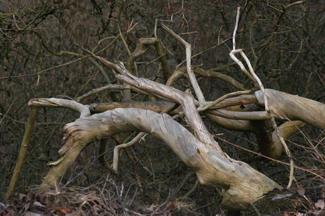 32_baum_trocken.jpg