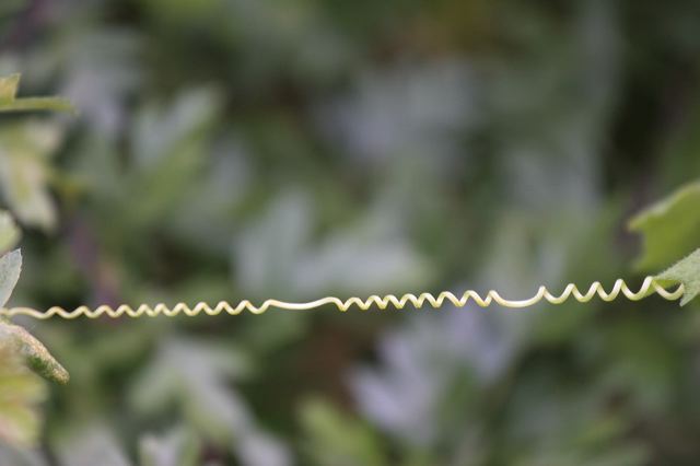 32_spirale.jpg