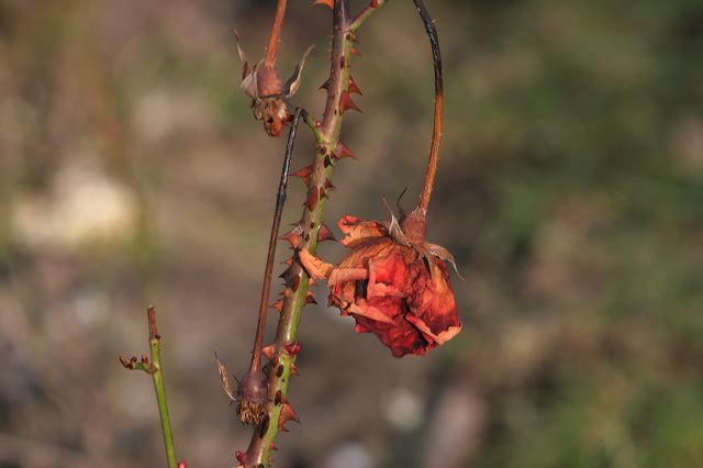 34_rose.jpg