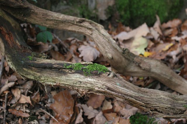 35_wald.jpg