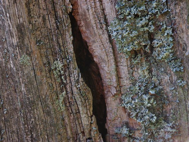 66_holz.jpg