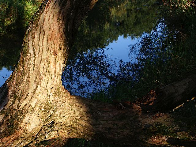 68_baum.jpg