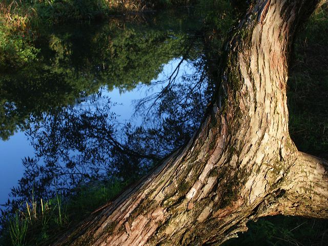 69_baum.jpg