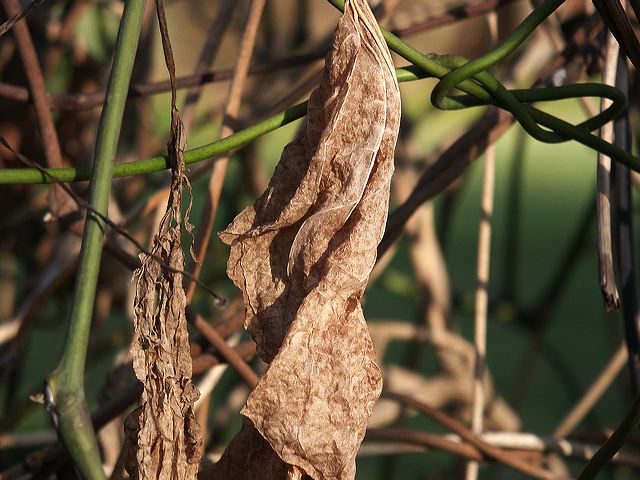 blatt_03.jpg
