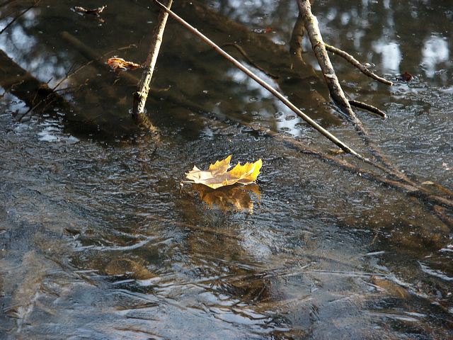 blatt_05.jpg