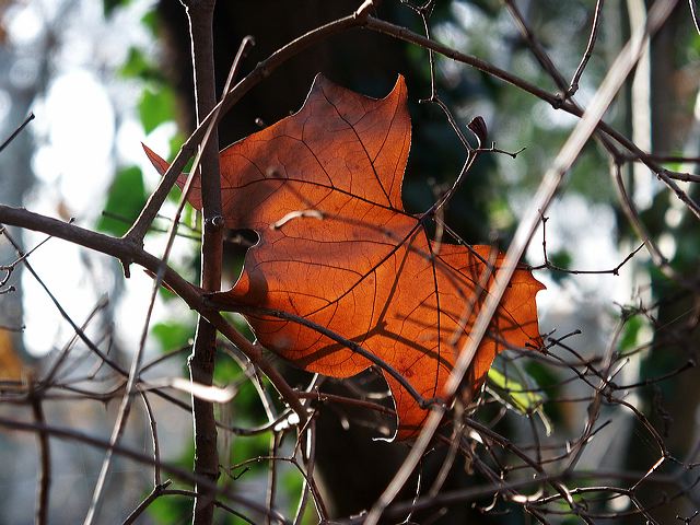 blatt_09.jpg