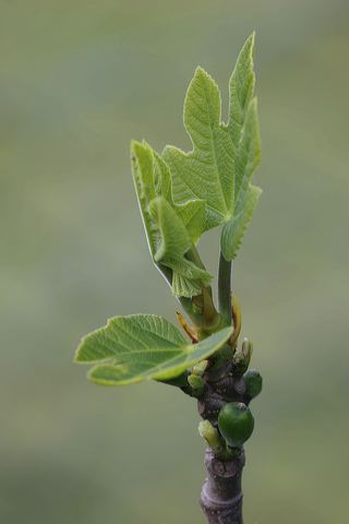 feigentrieb_03.jpg