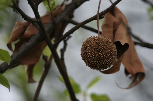 frucht_01.jpg