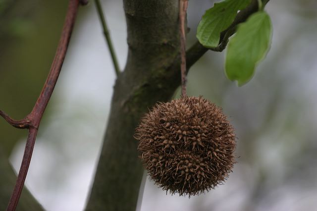 frucht_02.jpg