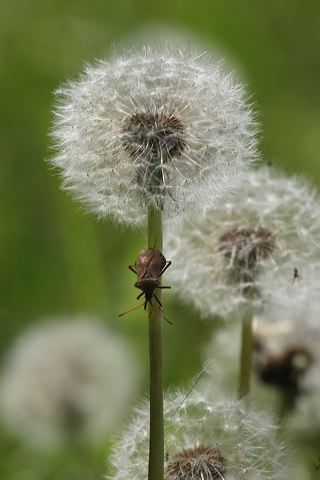 img_1689_pustblume_02.jpg