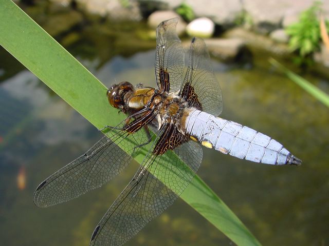 libelle02.jpg