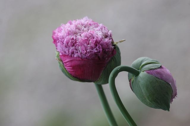 mohn_111.jpg