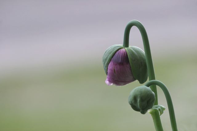 mohn_115.jpg