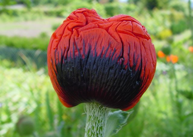 mohn_entw3a2.jpg