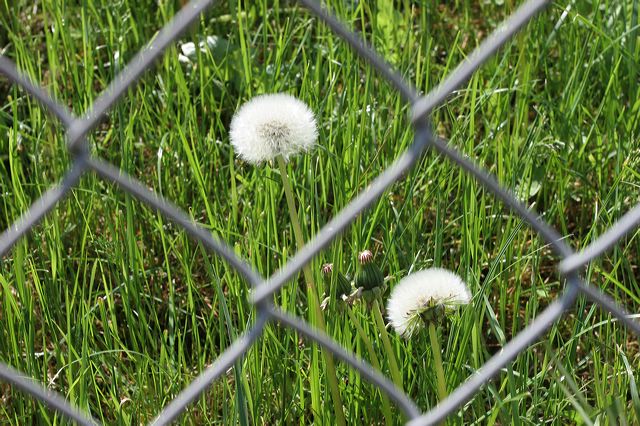 pusteblume_10.jpg