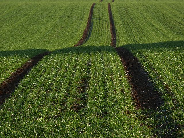 rommersdorfer_feld_04.jpg