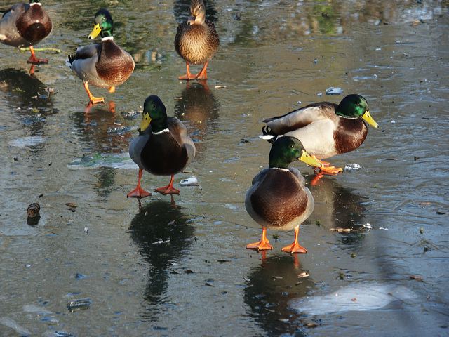 rommerssdorf_weiher_11.jpg