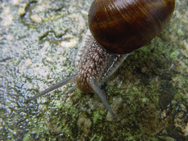 schnecke01.jpg