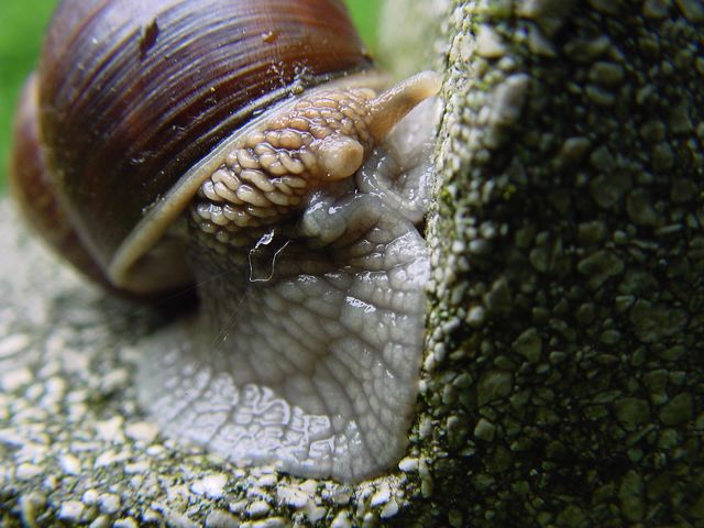 schnecke02.jpg