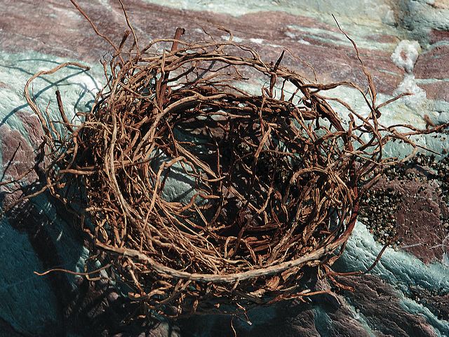 2720_nest.jpg