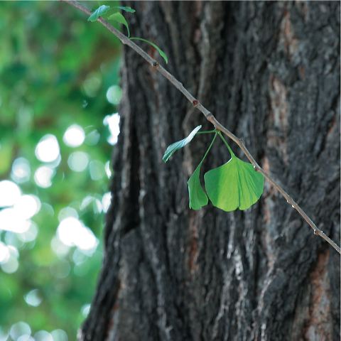 3927_blatt.jpg