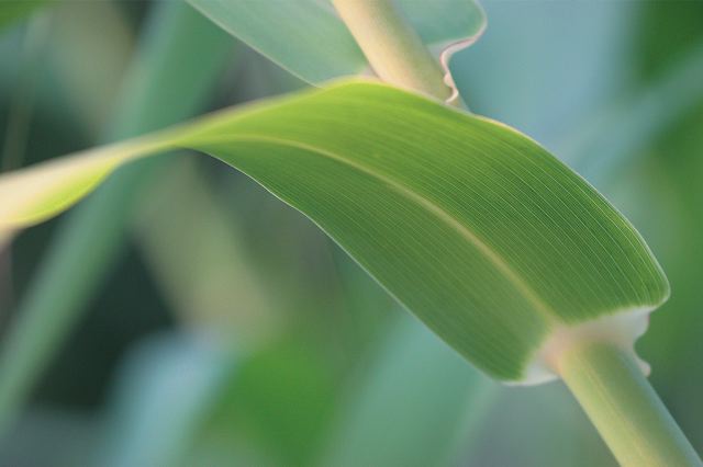 5454_blatt.jpg
