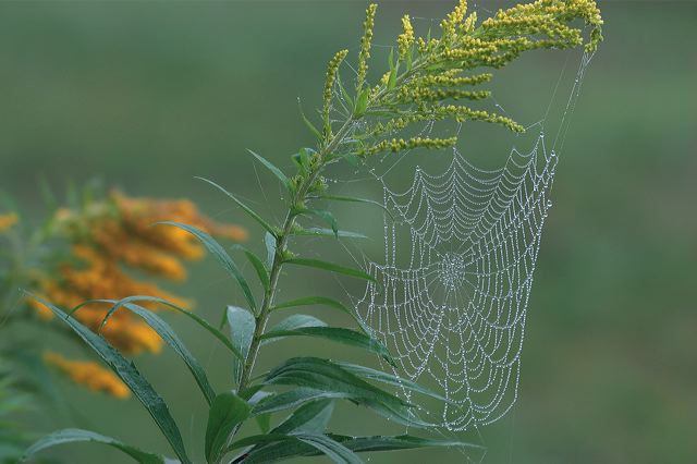 5467_spinnennetz.jpg