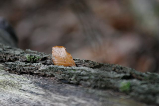_mg_7412.jpg
