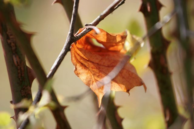 _mg_8380.jpg