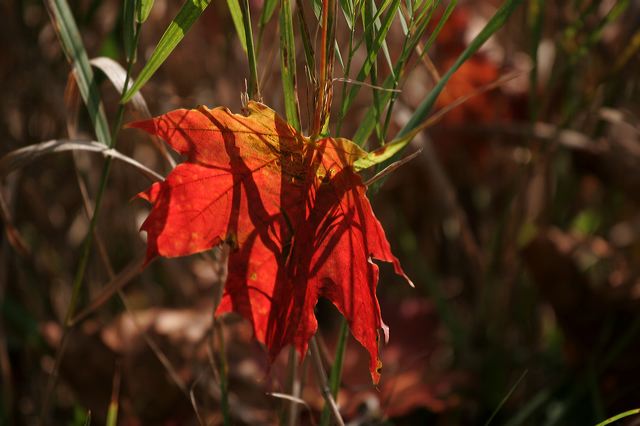 _mg_8388.jpg