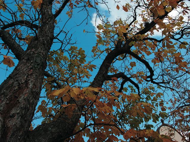 baum_z_himmel.jpg
