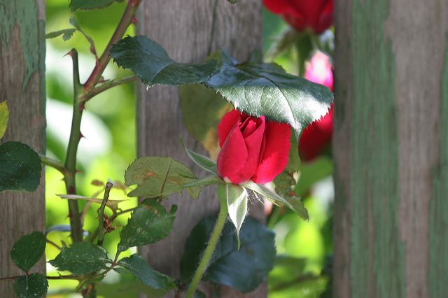 edenkoben0302.jpg