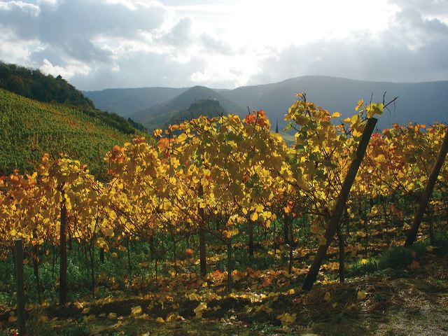 herbstlicht.jpg